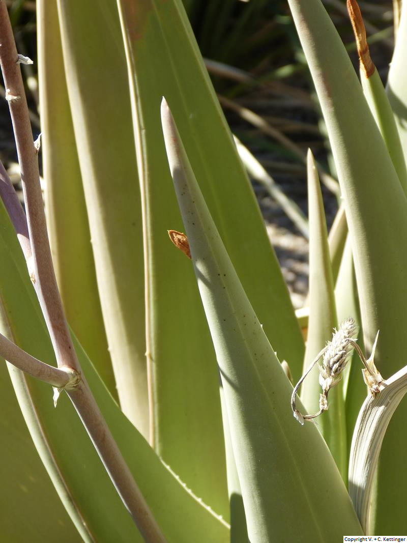 Aloe sheilae