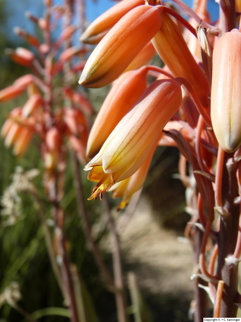 Aloe sheilae