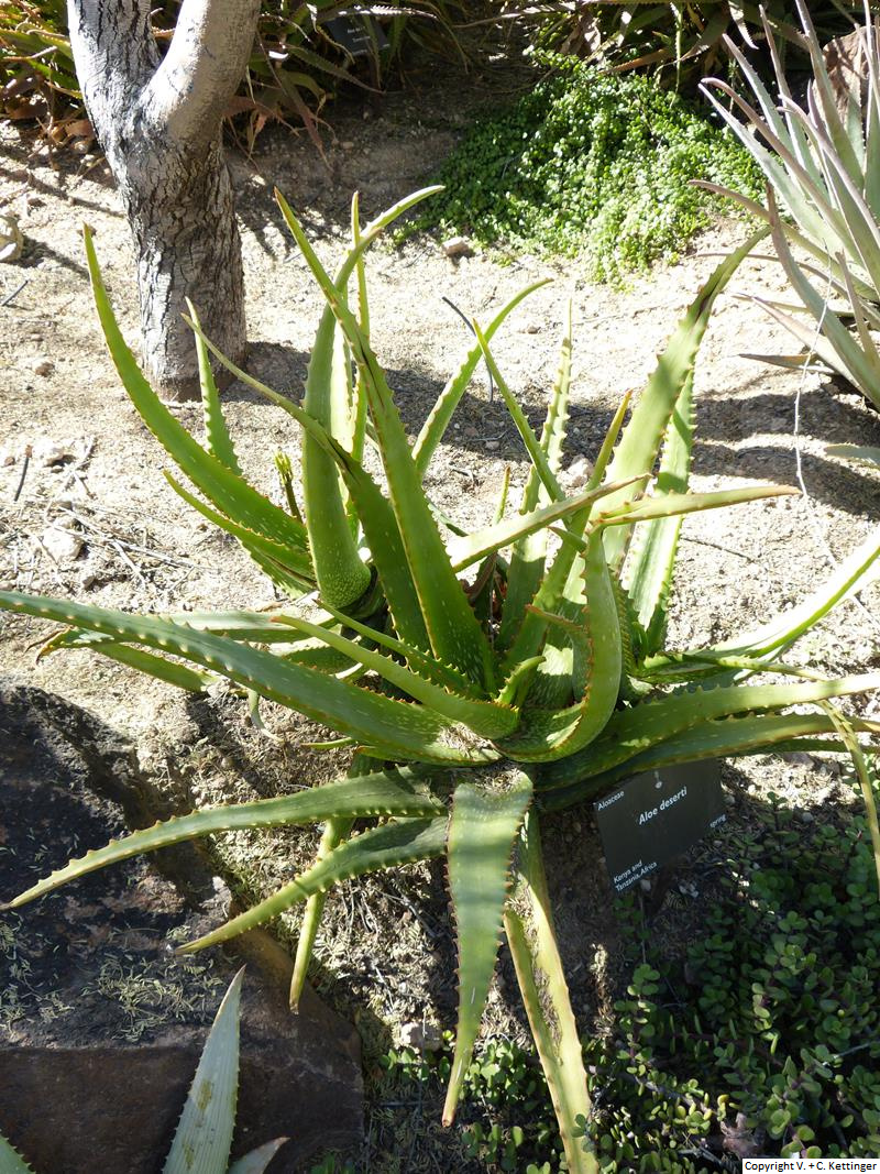 Aloe deserti