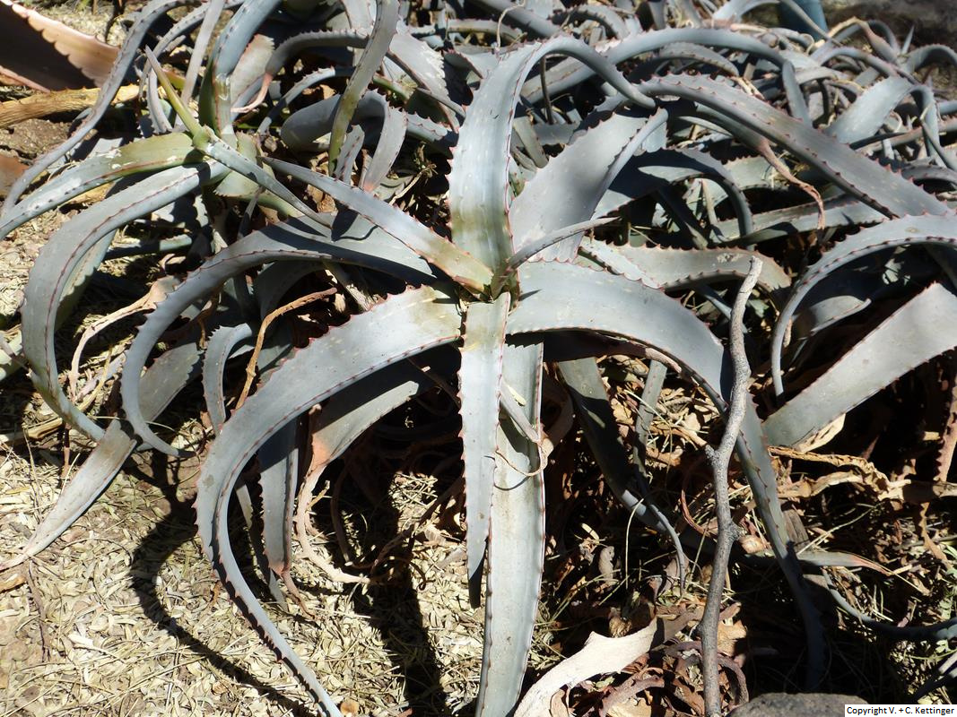 Aloe acutissima var. acutissima