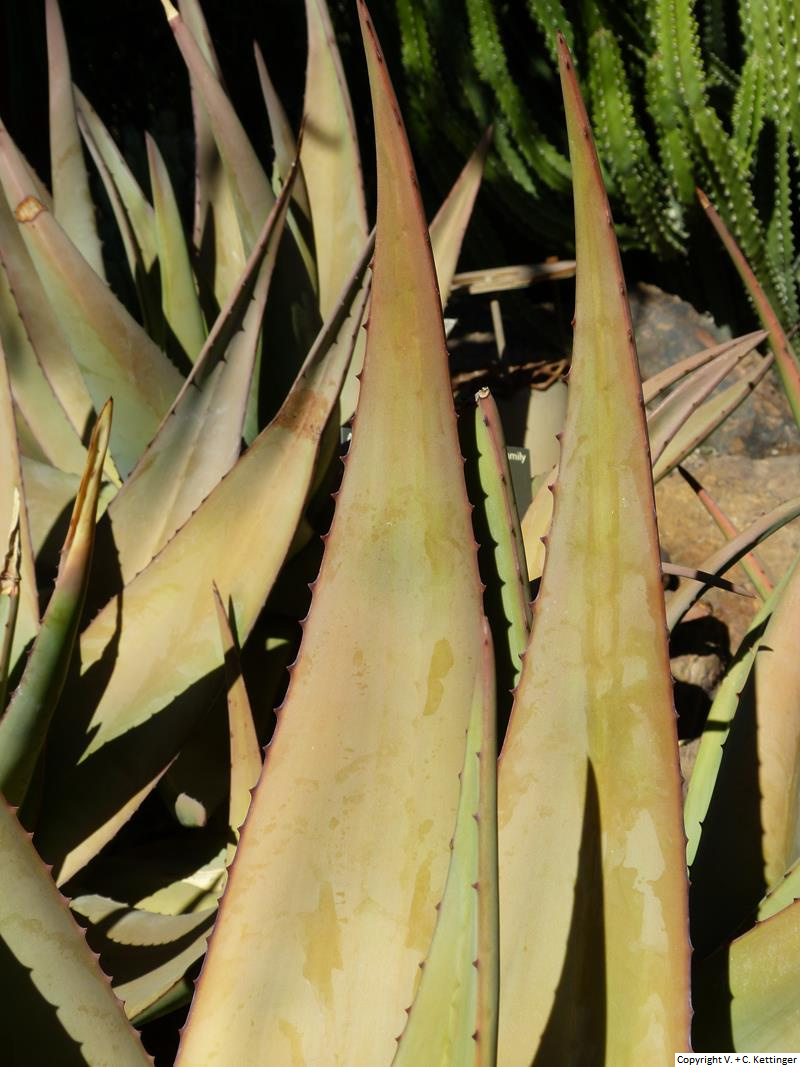 Aloe tomentosa