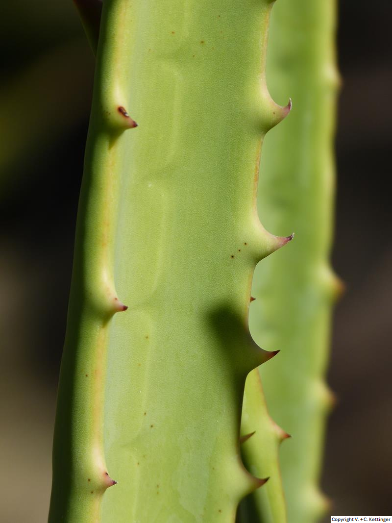 Aloe rigens