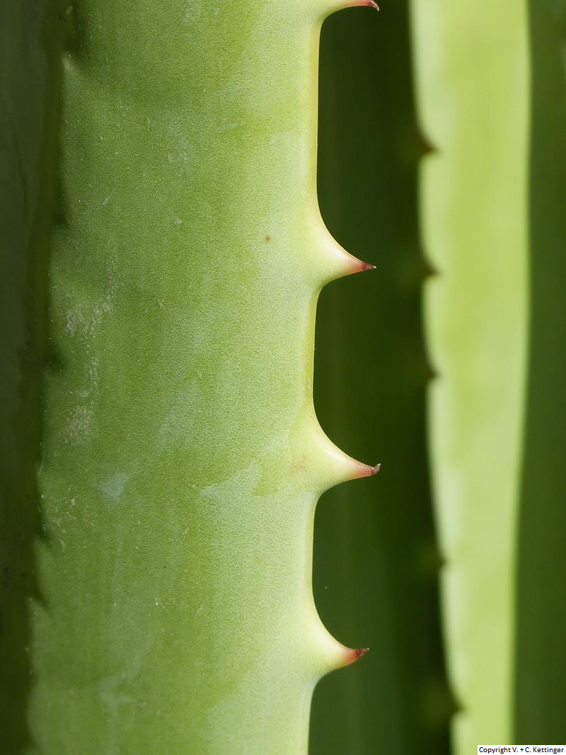 Aloe rigens