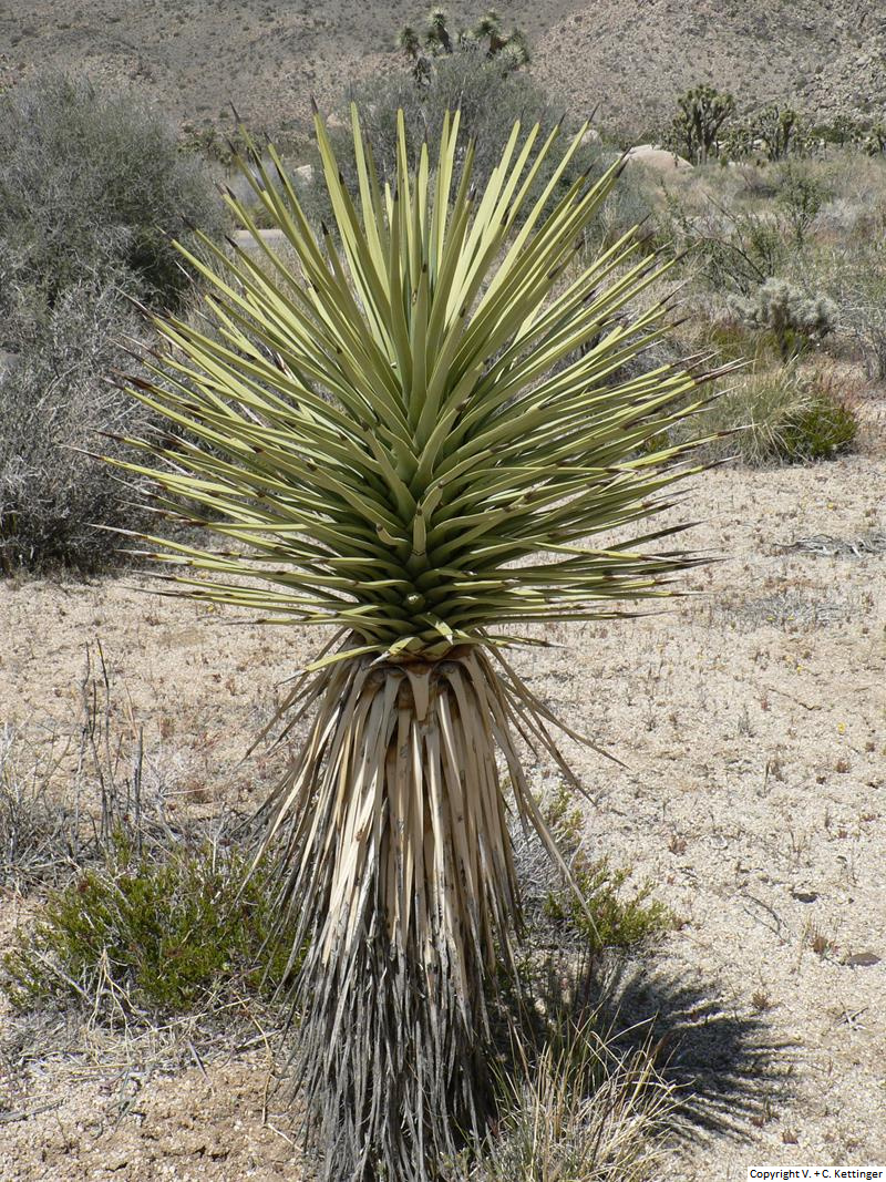 Yucca brevifolia var. brevifolia