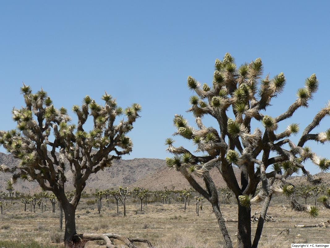 Yucca brevifolia var. brevifolia