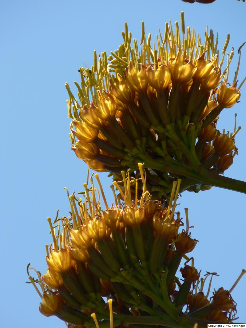 Agave capensis