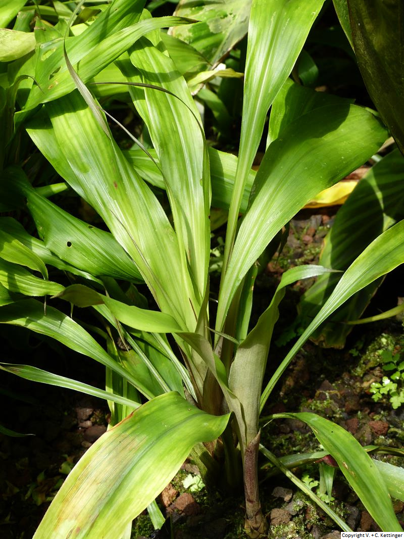 Pitcairnia rubiginosa var. rubiginosa