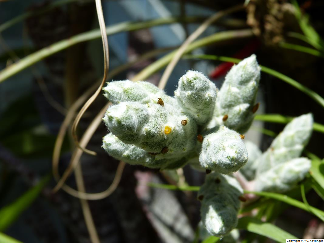 Hohenbergia correia-araujoi