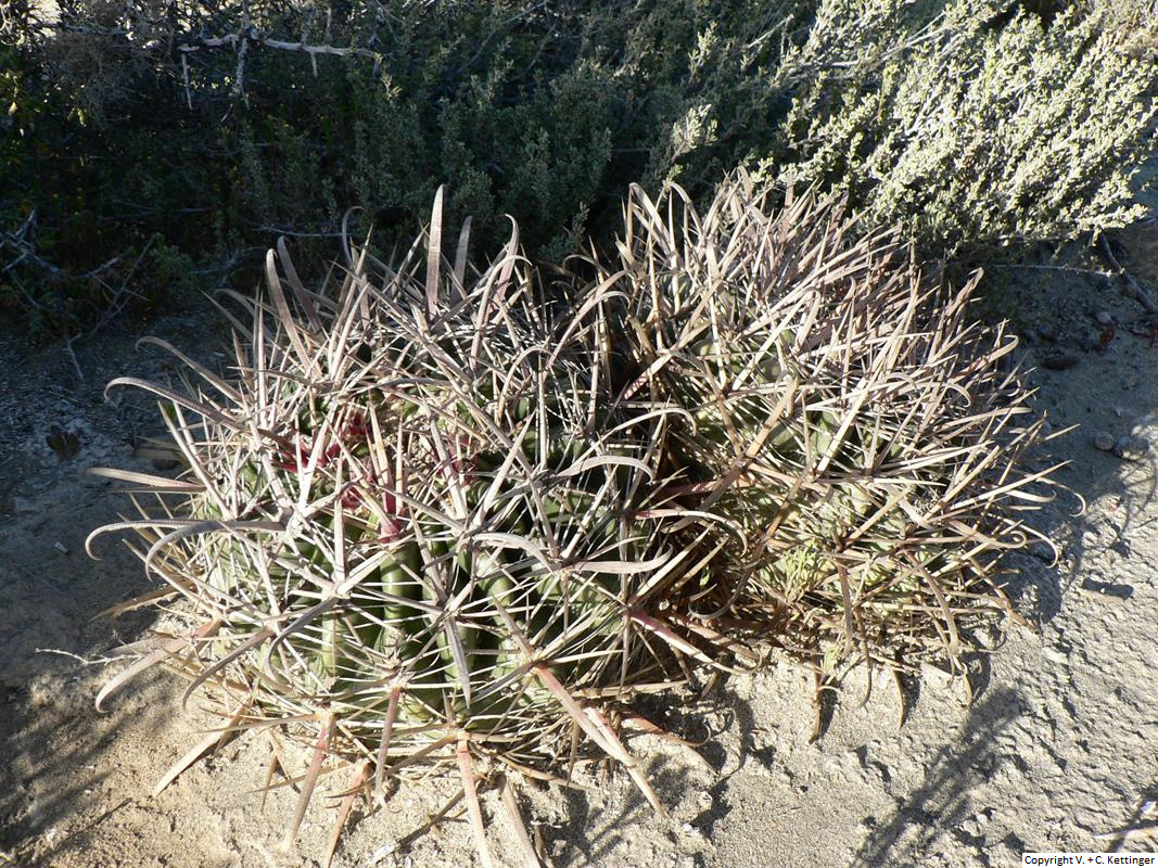 Ferocactus fordii ssp. borealis