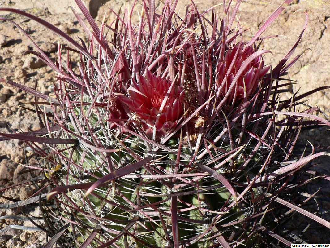 Ferocactus gracilis ssp. coloratus