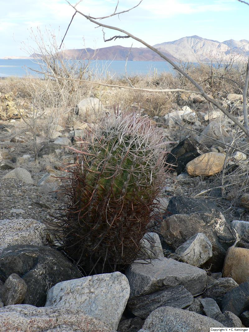 Ferocactus gracilis ssp. gatesii