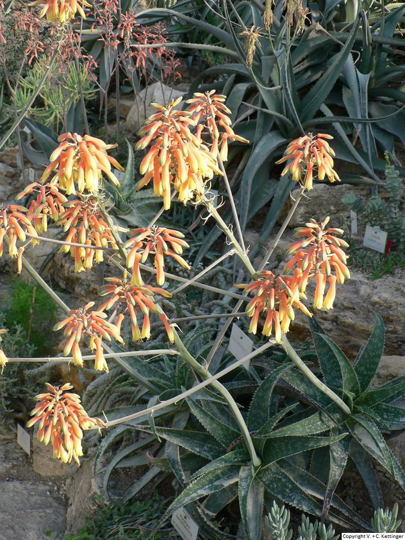 Aloe amudatensis