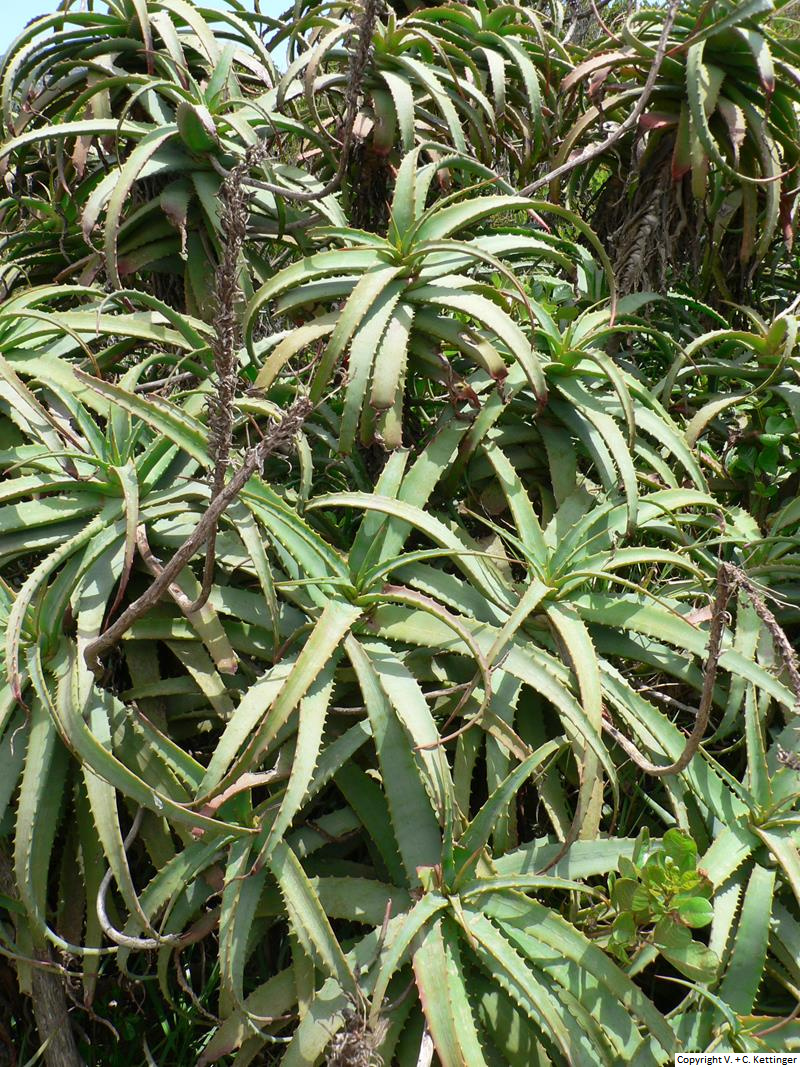 Aloe arborescens ssp. arborescens