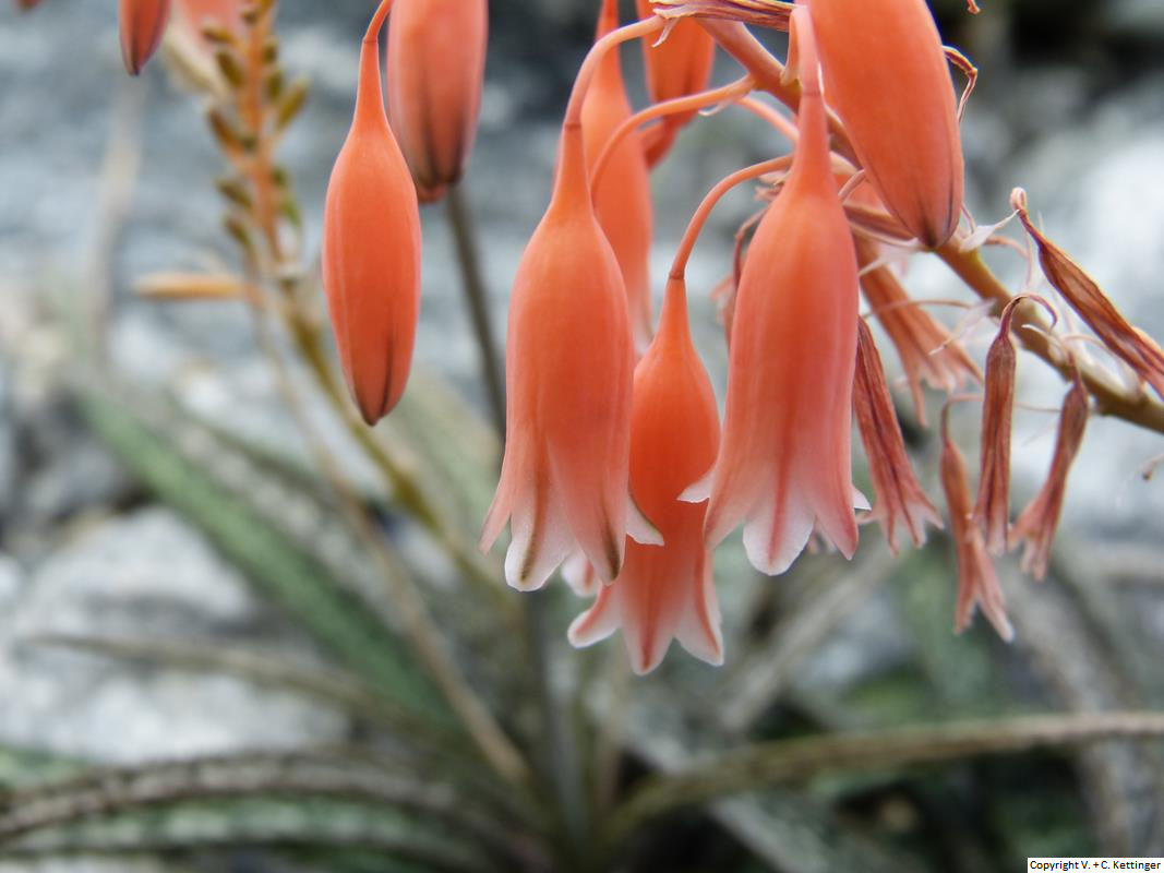 Aloe bellatula