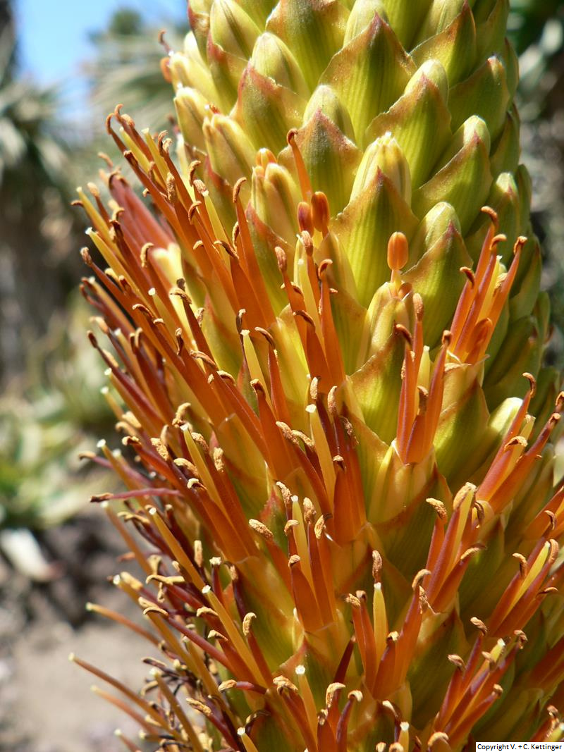 Aloe broomii var. tarkaensis