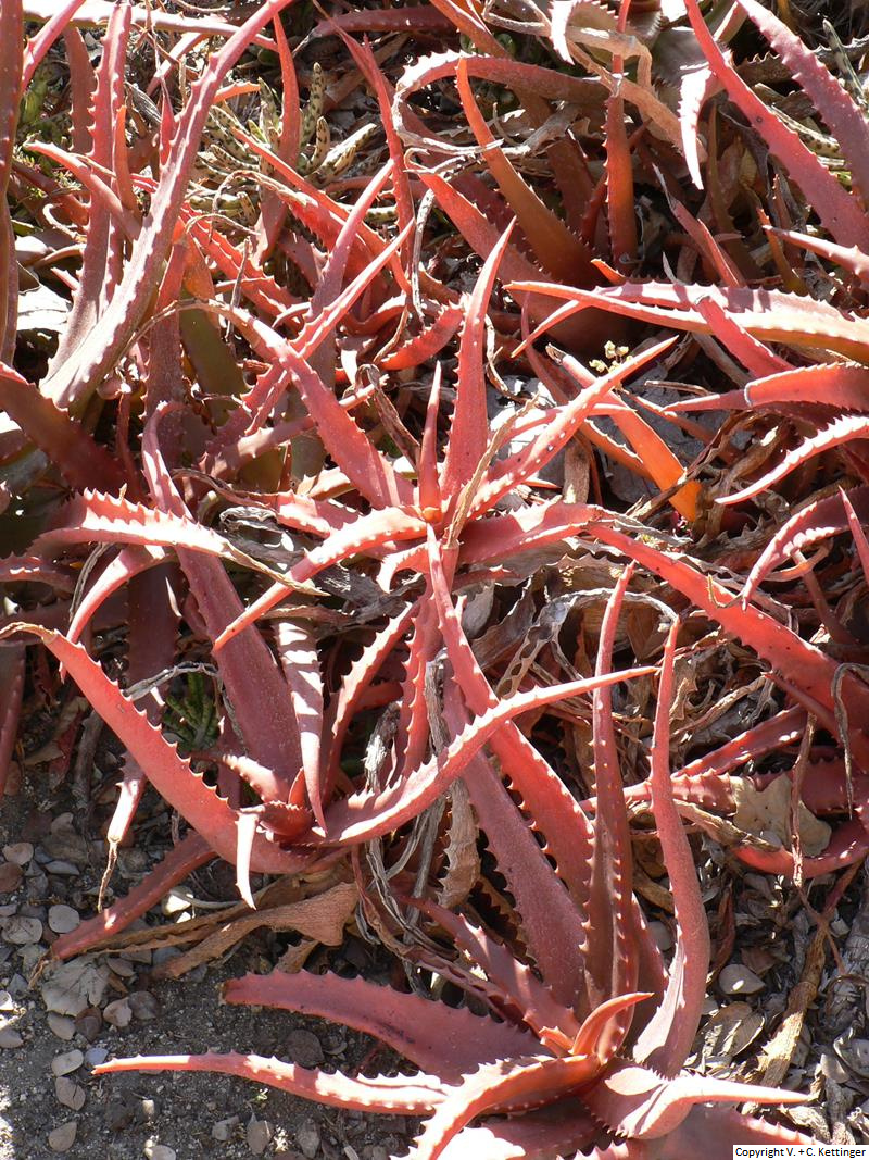 Aloe cameronii var. cameronii