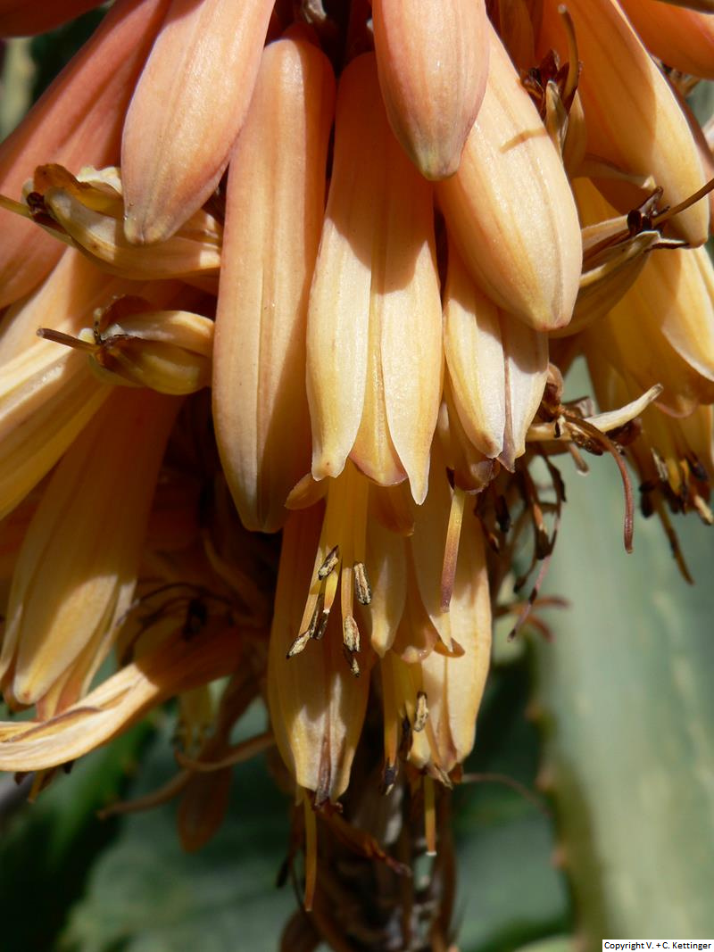 Aloe camperi