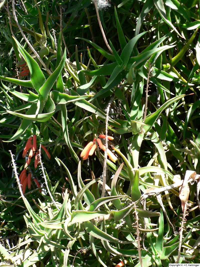 Aloe ciliaris var. ciliaris