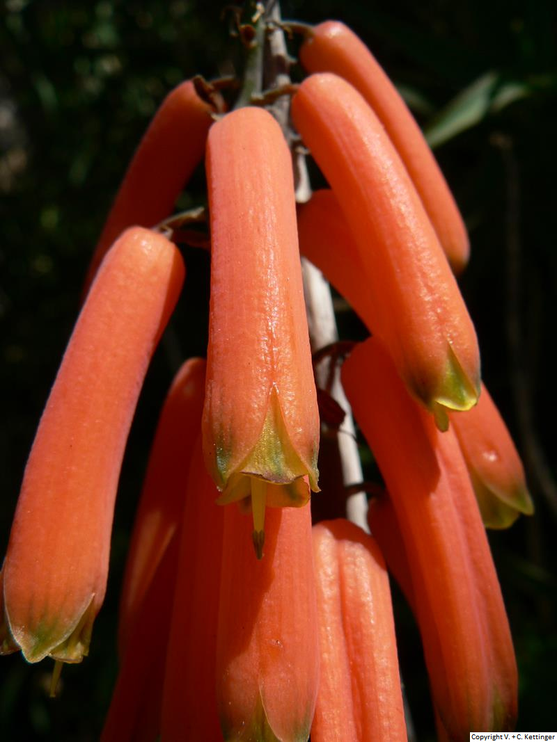Aloe ciliaris var. ciliaris