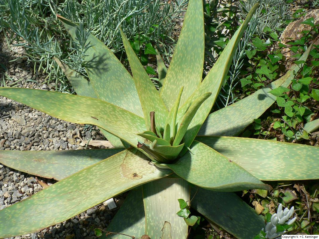 Aloe buhrii