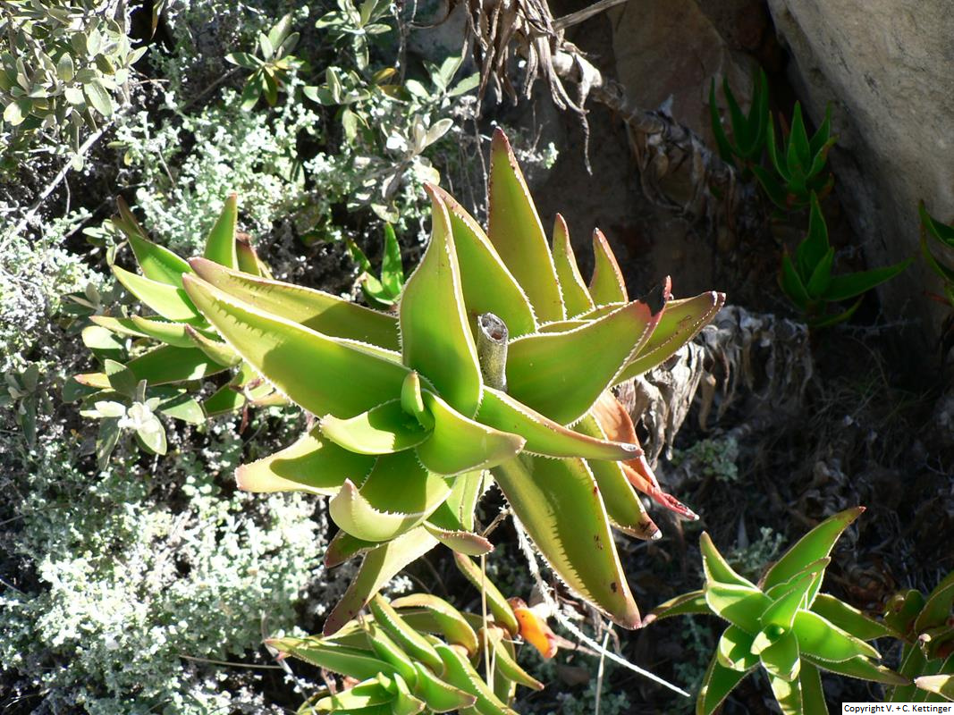 Aloe commixta
