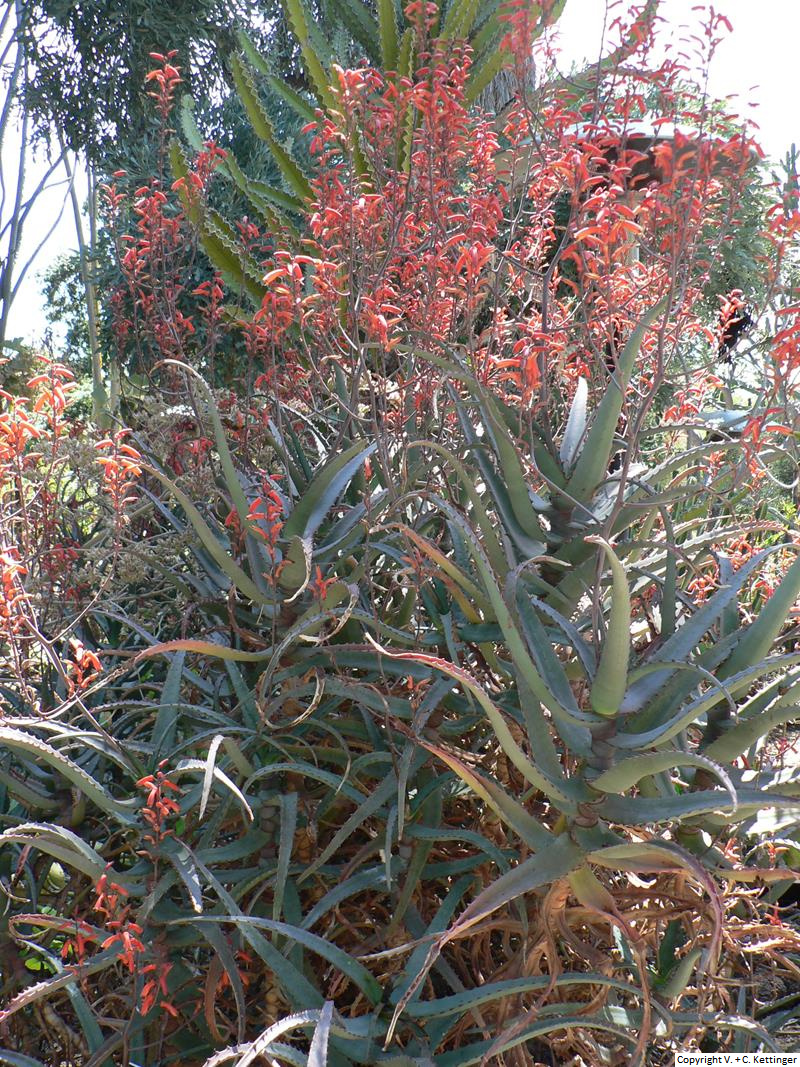 Aloe divaricata var. divaricata
