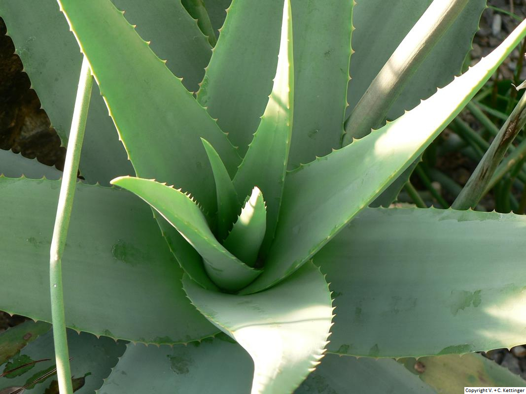 Aloe eremophila