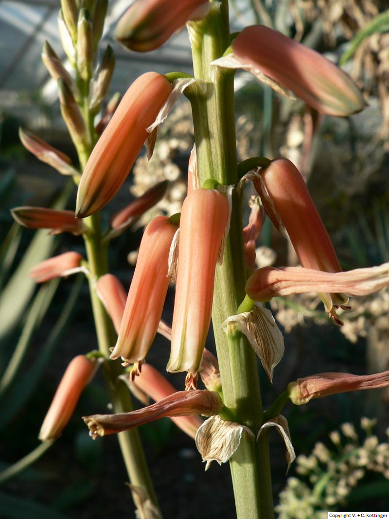 Aloe eremophila