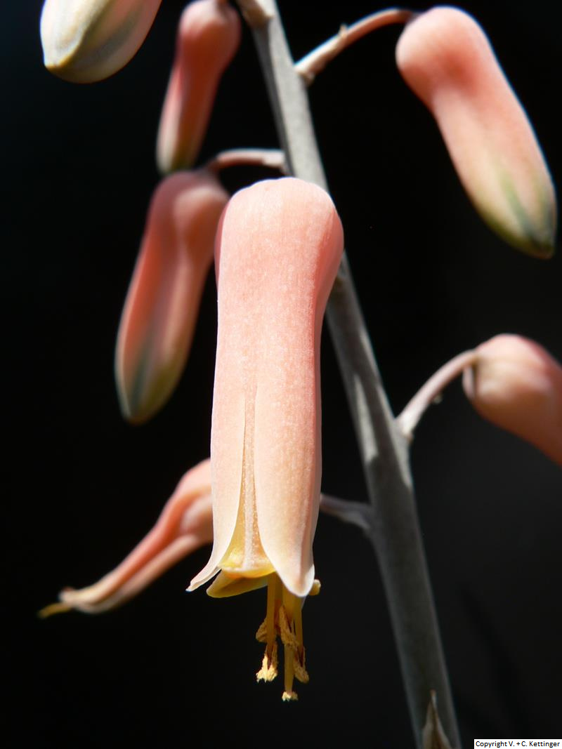 Aloe fleurentiniorum