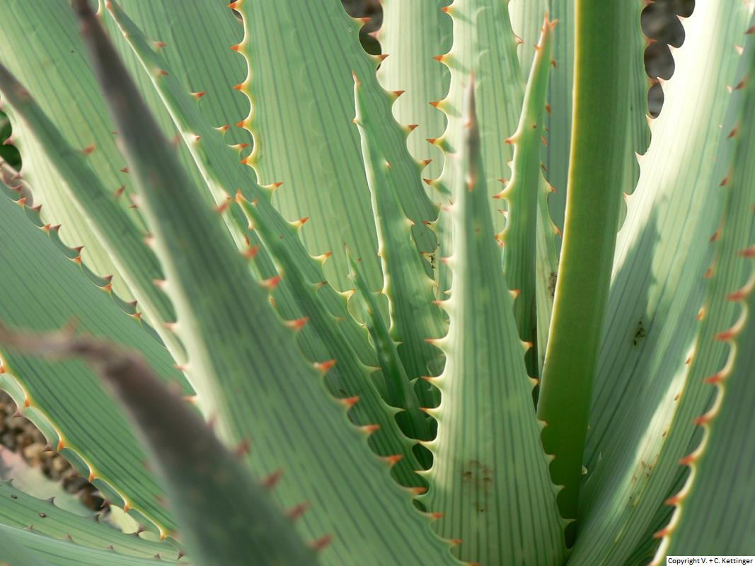 Aloe hereroensis