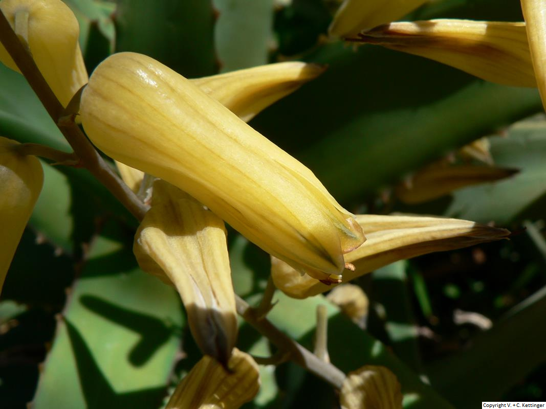 Aloe hildebrandtii