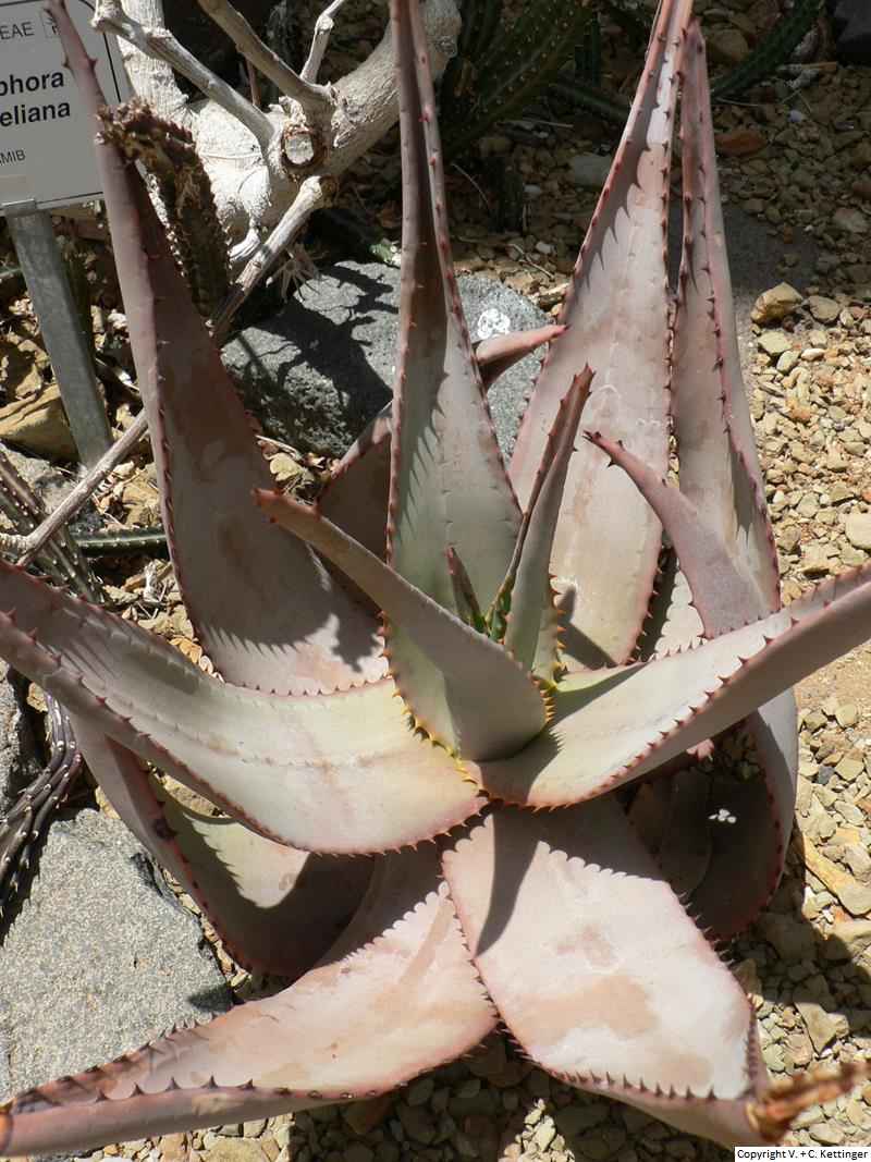 Aloe kaokoensis