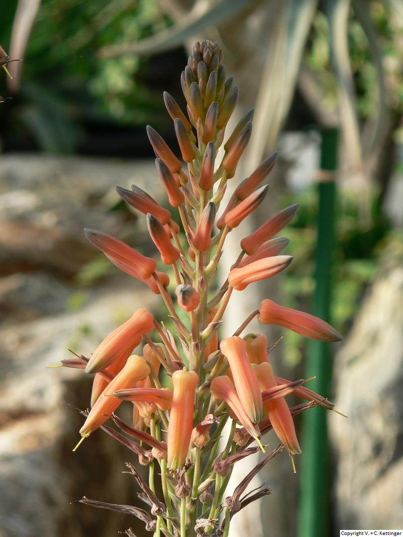 Aloe lineata var. lineata