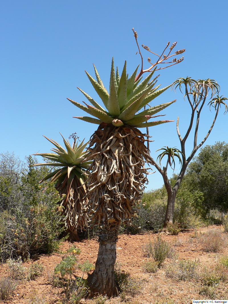 Aloe marlothii ssp. marlothii