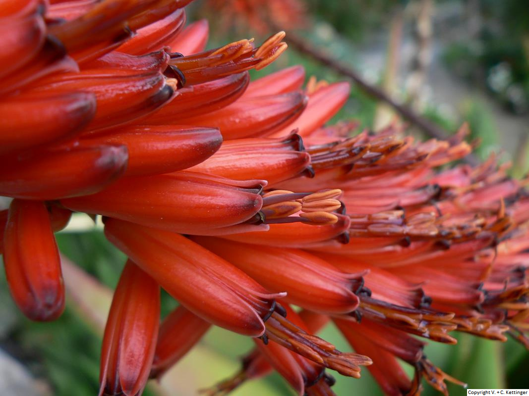 Aloe marlothii ssp. marlothii (?)