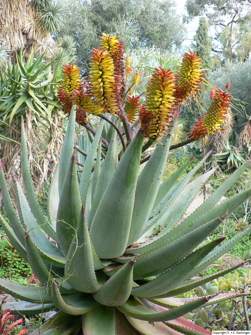 Aloe marlothii ssp. marlothii (Syn. A. spectabilis)