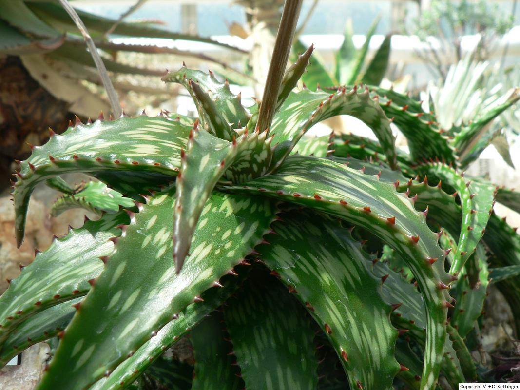 Aloe mcloughlinii (?)