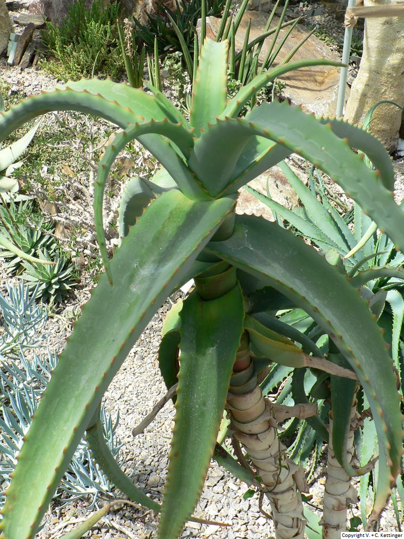 Aloe megalacantha ssp. alticola