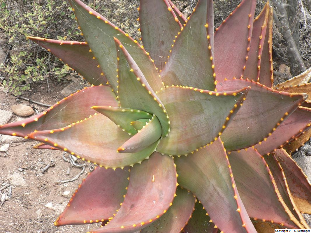 Aloe mitriformis ssp. mitriformis