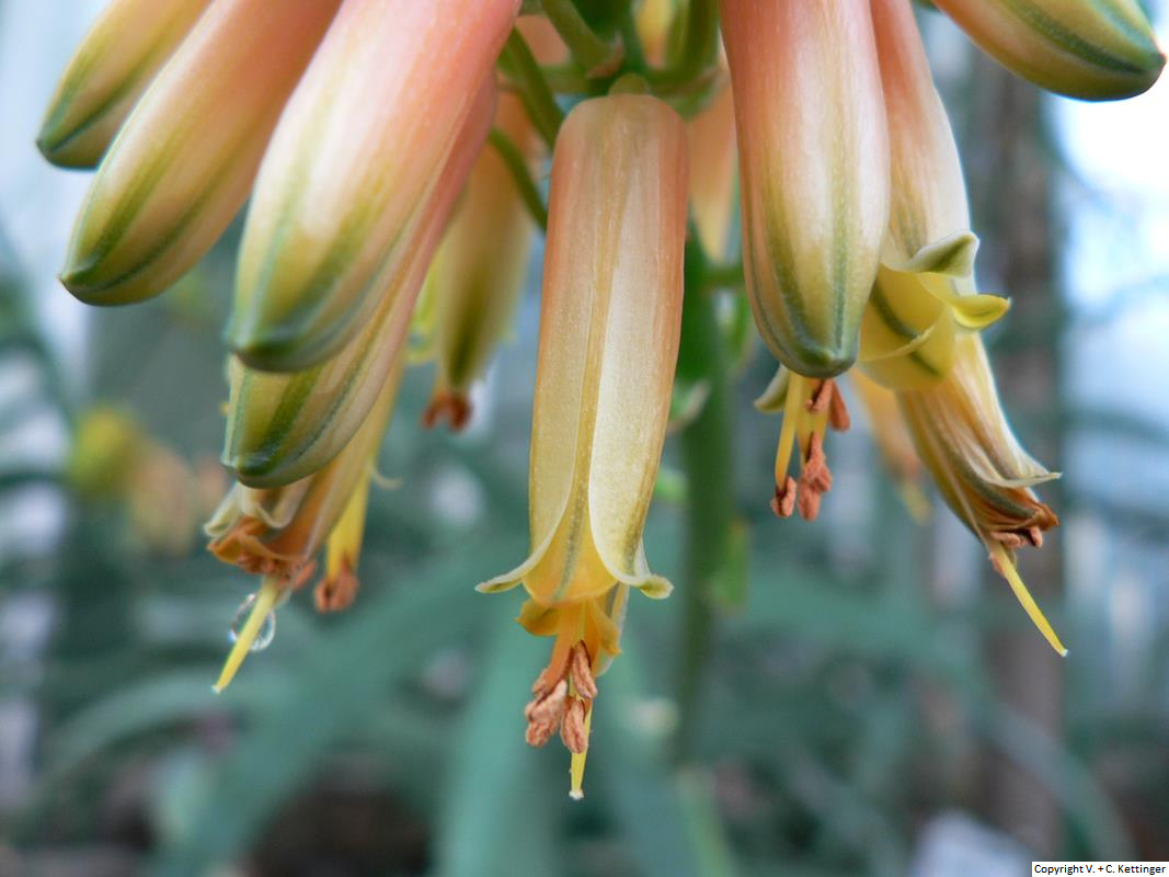 Aloe nyeriensis (Syn. A. ngobitensis)