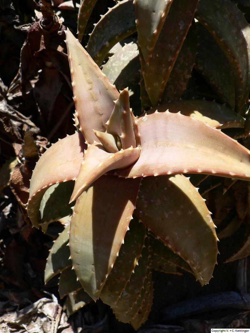 Aloe pearsonii