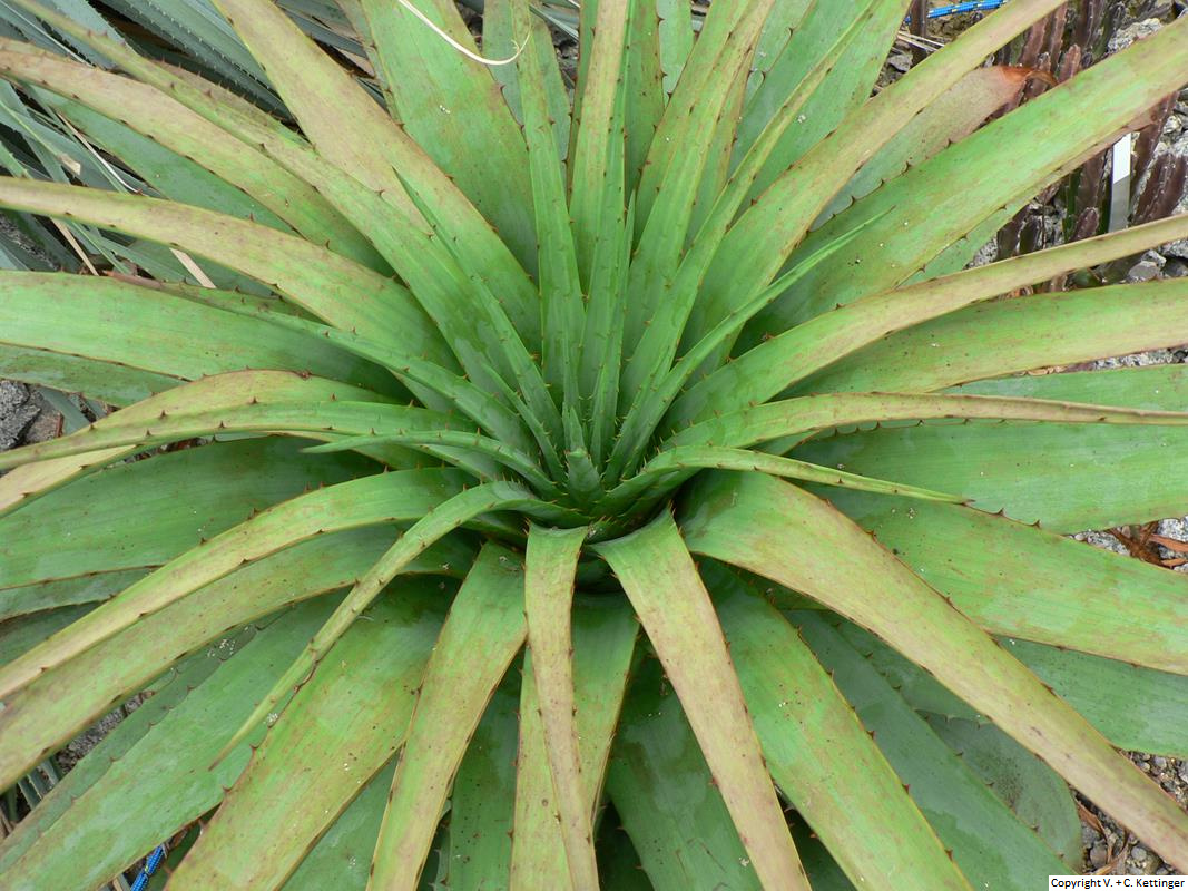 Aloe pretoriensis