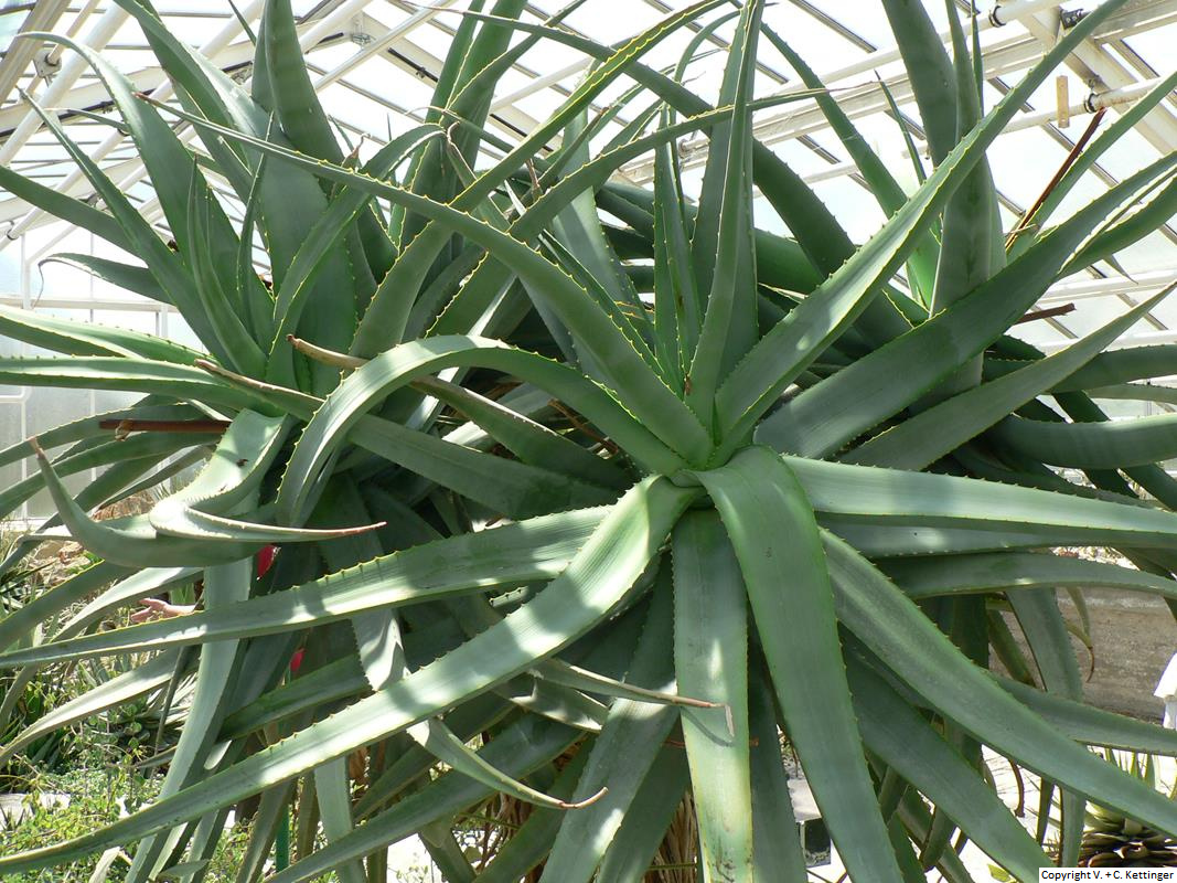 Aloe spicata (Syn. A. sessiliflora)