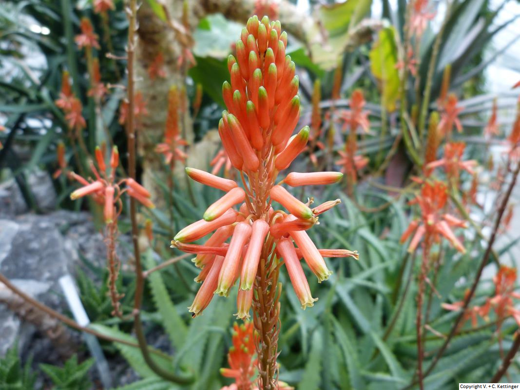 Aloe tororoana