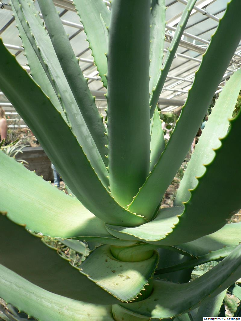 Aloe volkensii ssp. multicaulis