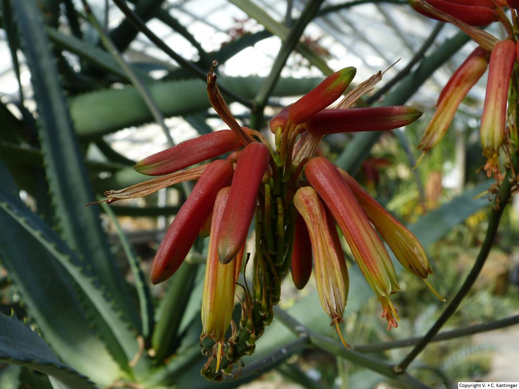 Aloe volkensii ssp. multicaulis