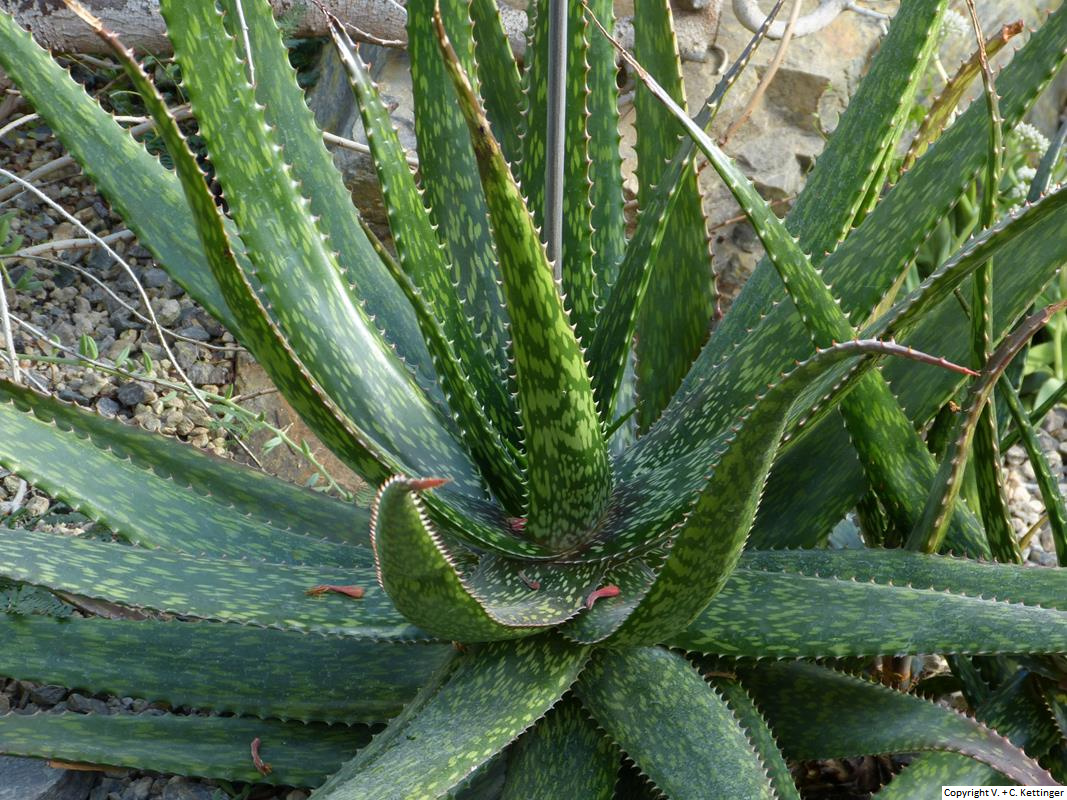 Aloe macrosiphon