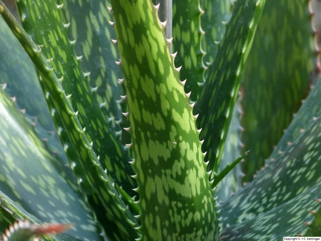 Aloe macrosiphon
