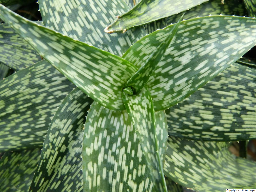 Aloe deltoideodonta var. brevifolia