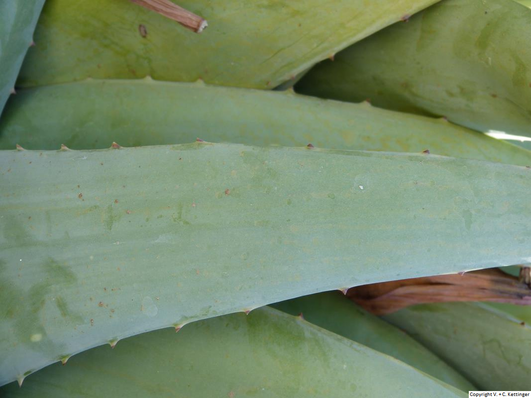 Aloe lindenii